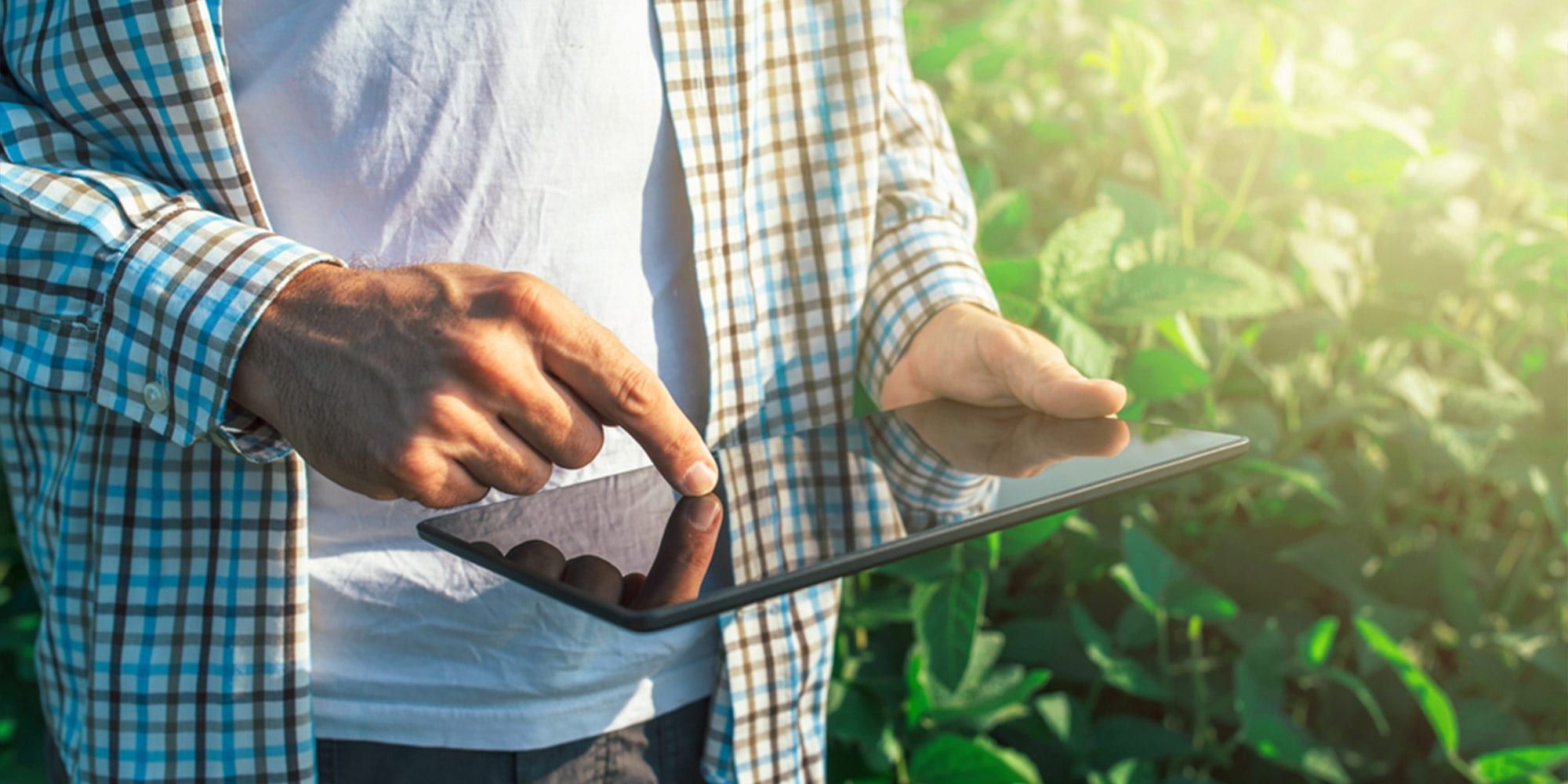 Man using tablet computer while walking through an agriculture field