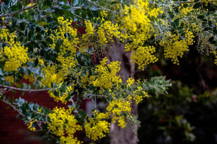 Flowering wattle bush on Curtin's Bentley campus