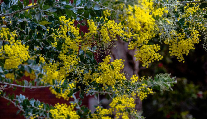 Flowering wattle bush on Curtin's Bentley campus