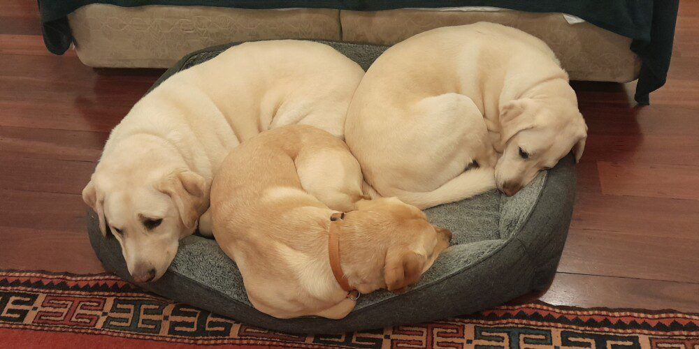 3 guide dogs laid down on a bed together