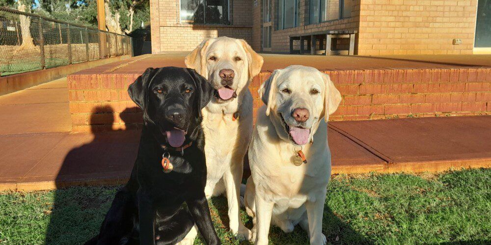 3 guide dogs sat facing the camera