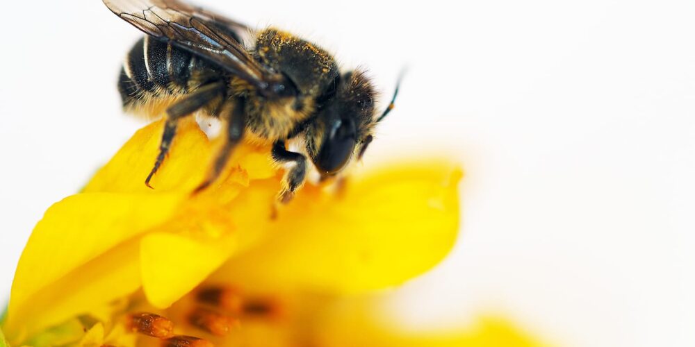 Curtin research finds first African carder bees to reach Western Australia