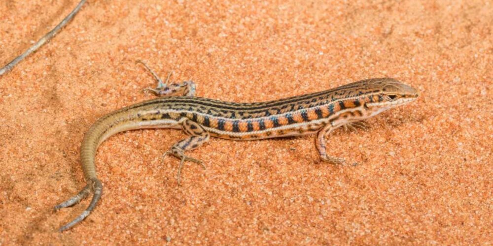 Image for Double take: New study analyses global, multiple-tailed lizards
