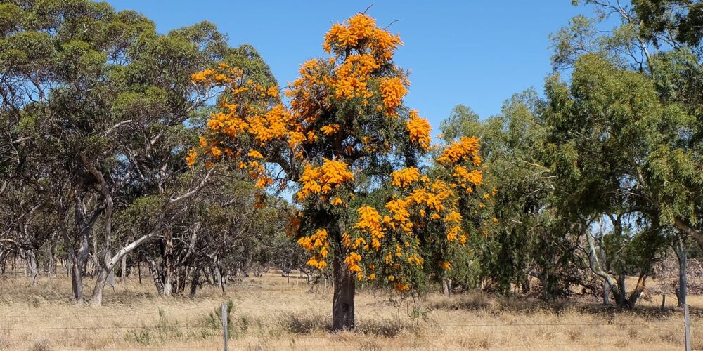 O Christmas Tree: DNA shows WA’s largest parasitic plant adapts to climate