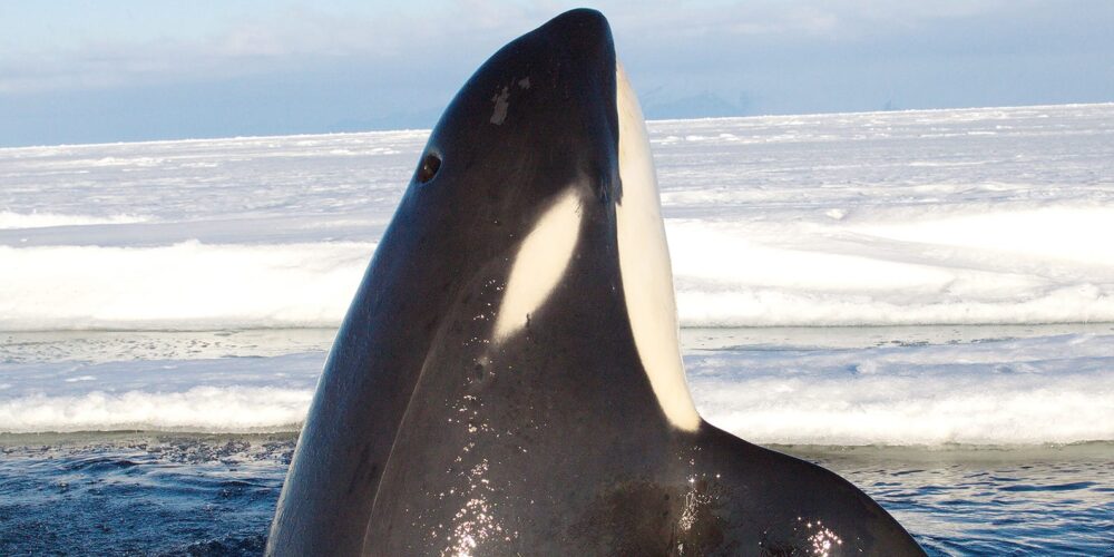 Image for New research sheds light on the unique ‘call’ of Ross Sea killer whales
