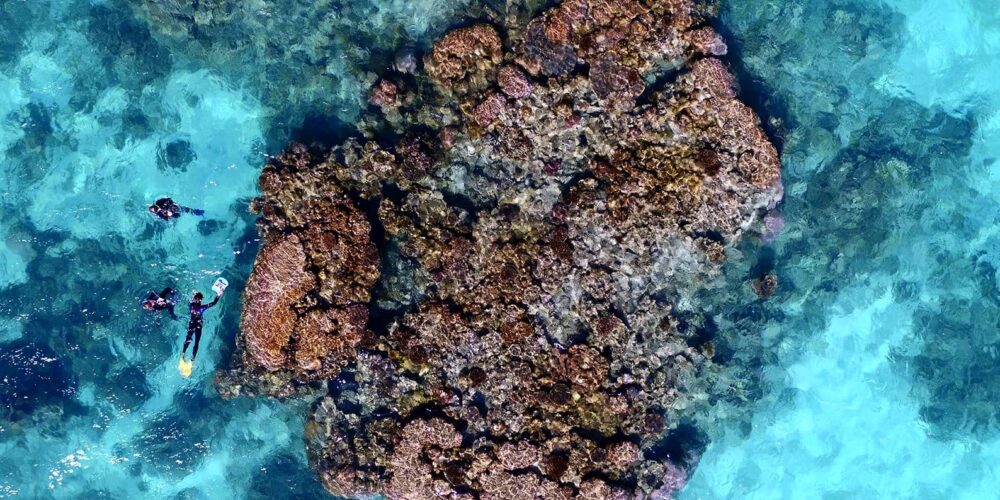 Old photos provide new snapshot of coral reef health