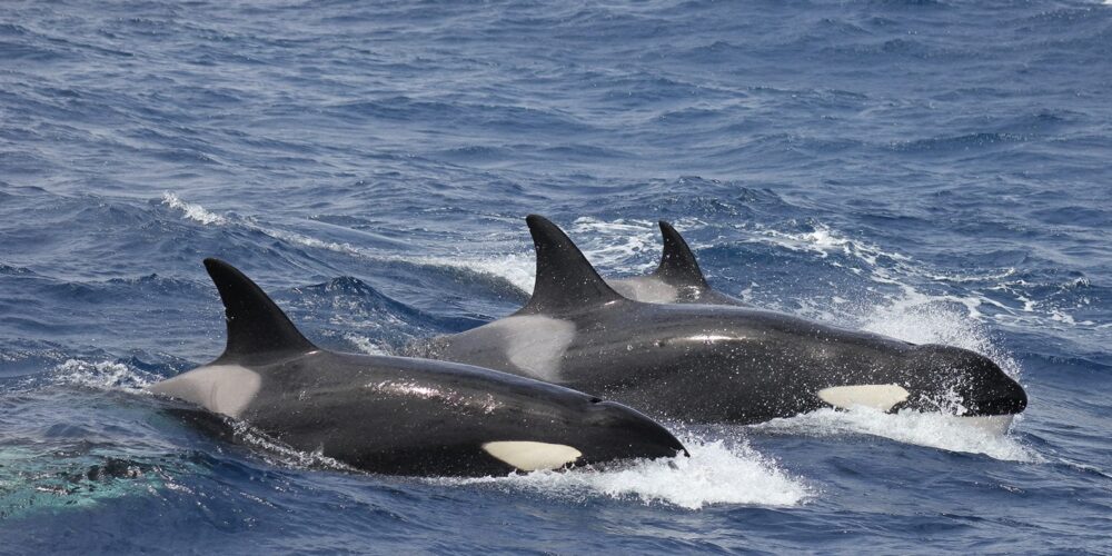 Bremer Sub-Basin a killer whale feeding range