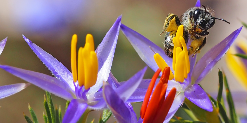 Image for Curtin research finds introduced honeybee may pose threat to native bees