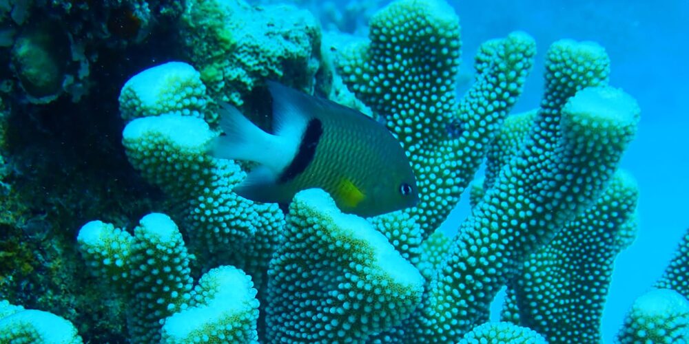 Research reveals coral tumour affects reproduction and growth