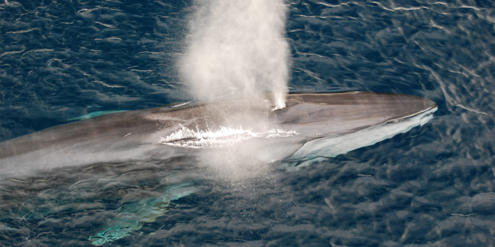 Image for Fin whale songs shed light on migration patterns