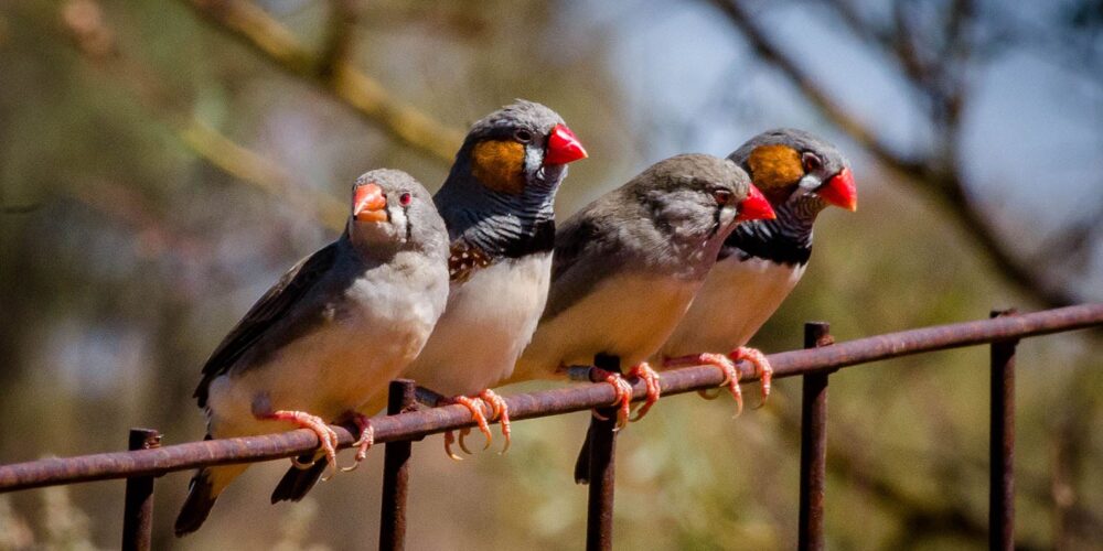 Image for Zebra finches survive Australian heatwaves by predicting high temperatures