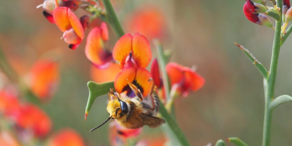Curtin study finds native bees under threat from growing urbanisation