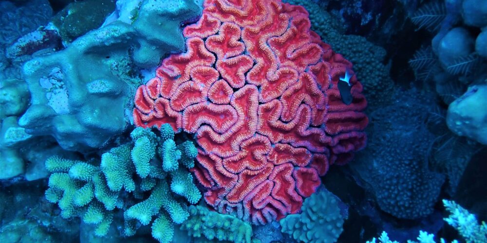 New eDNA tool research helps scientists find deep sea corals