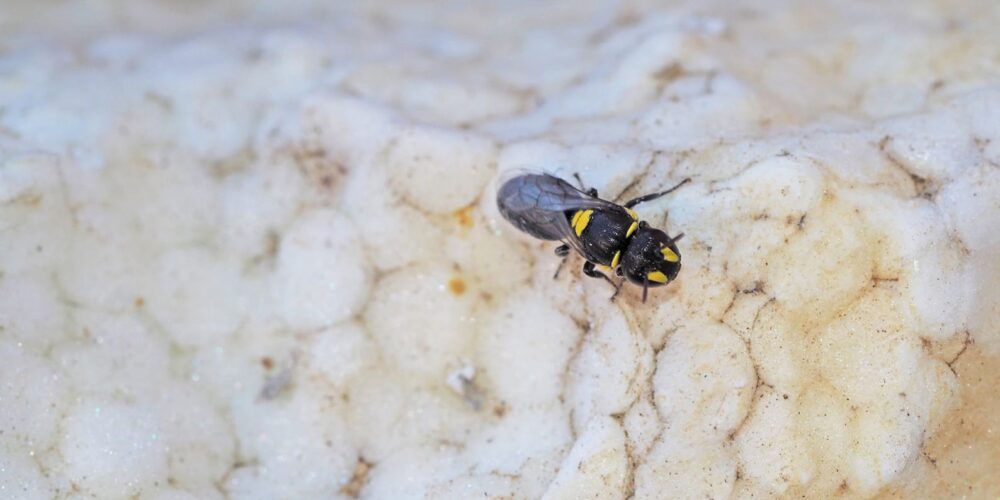 Curtin study finds native bees turning to polystyrene for nesting places
