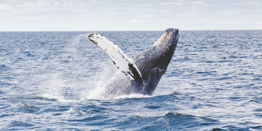 Image for Study of marine noise highlights need to protect pristine Australian waters  