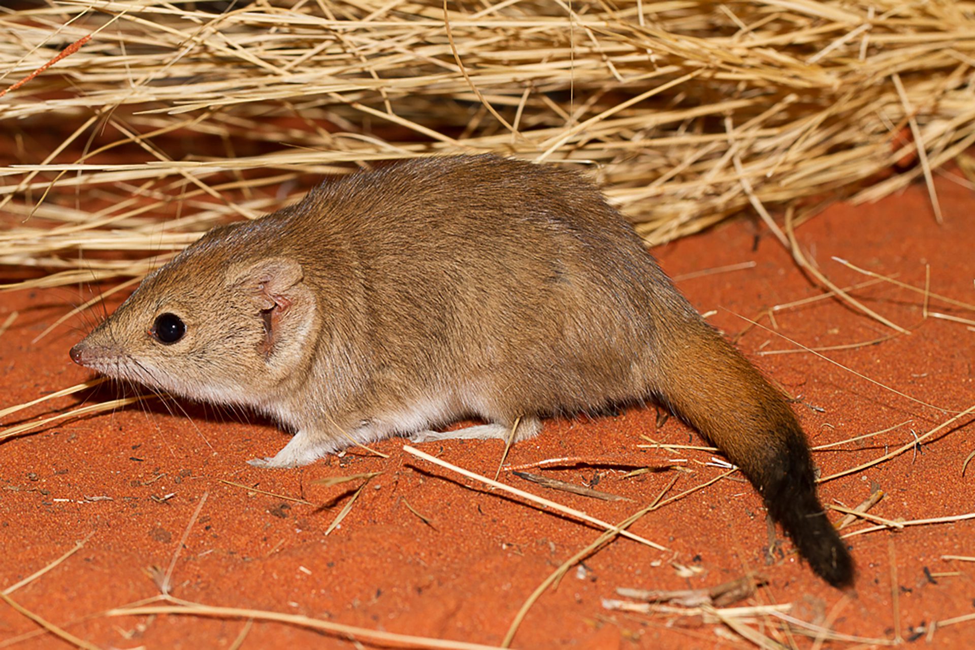 Image for Research reveals three new marsupial species – though all likely extinct