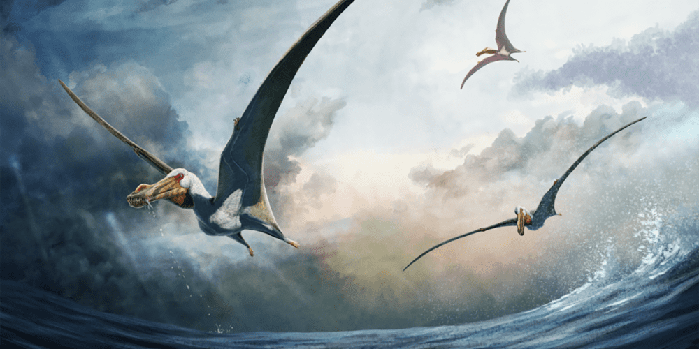 Image for No bones about it: 100-million-year-old bones reveal new species of pterosaur