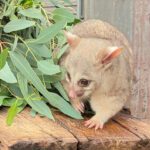 A possum beside some eucalyptus leaves.