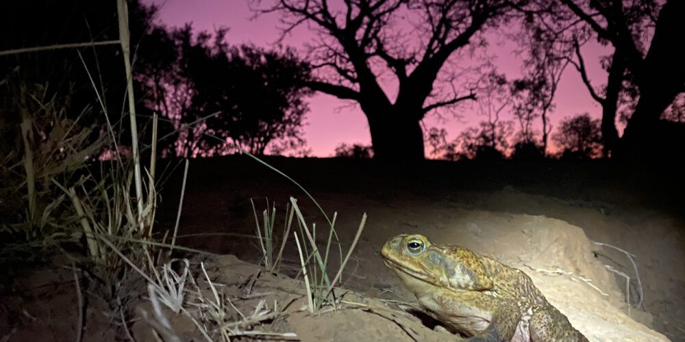 Toad-ally awesome project to halt cane toad invasion of the Pilbara