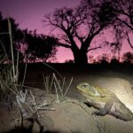 Toad-ally awesome project to halt cane toad invasion of the Pilbara