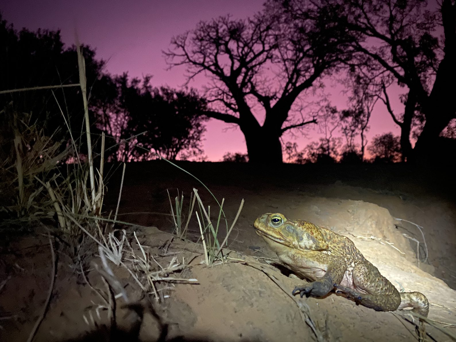 Image for Toad-ally awesome project to halt cane toad invasion of the Pilbara