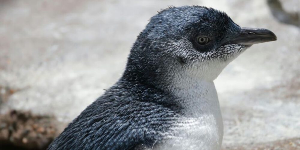 Listen up: New insights into little penguins’ sensitivity to noise