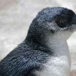 Listen up: New insights into little penguins’ sensitivity to noise