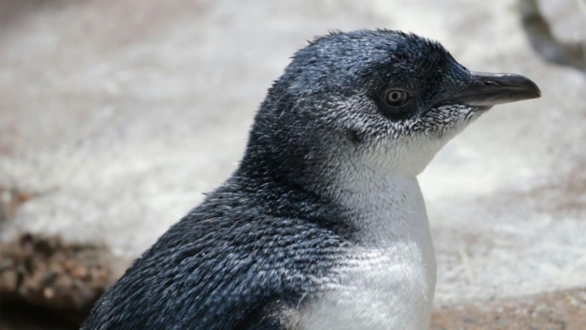 Image for Listen up: New insights into little penguins’ sensitivity to noise