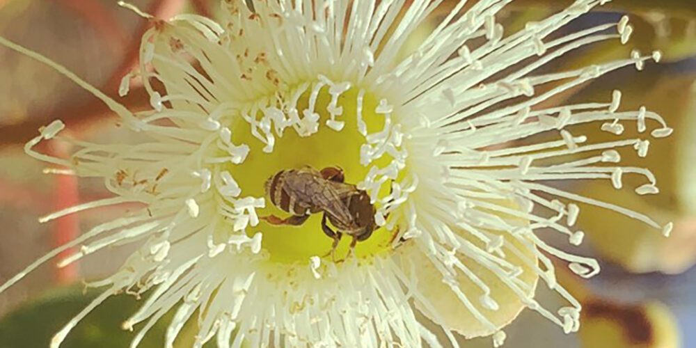 Marri trees a lifeline for many native bee species in biodiversity hotspot