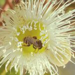 Marri trees a lifeline for many native bee species in biodiversity hotspot