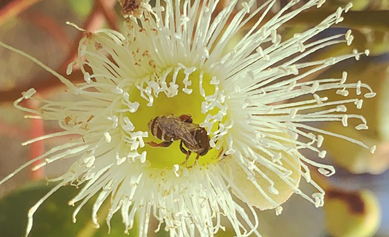 Image for Marri trees a lifeline for many native bee species in biodiversity hotspot