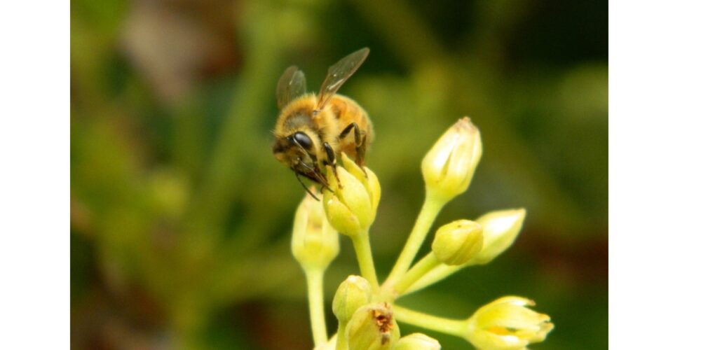 Small but mighty: eDNA amplifies key role of insects in pollination