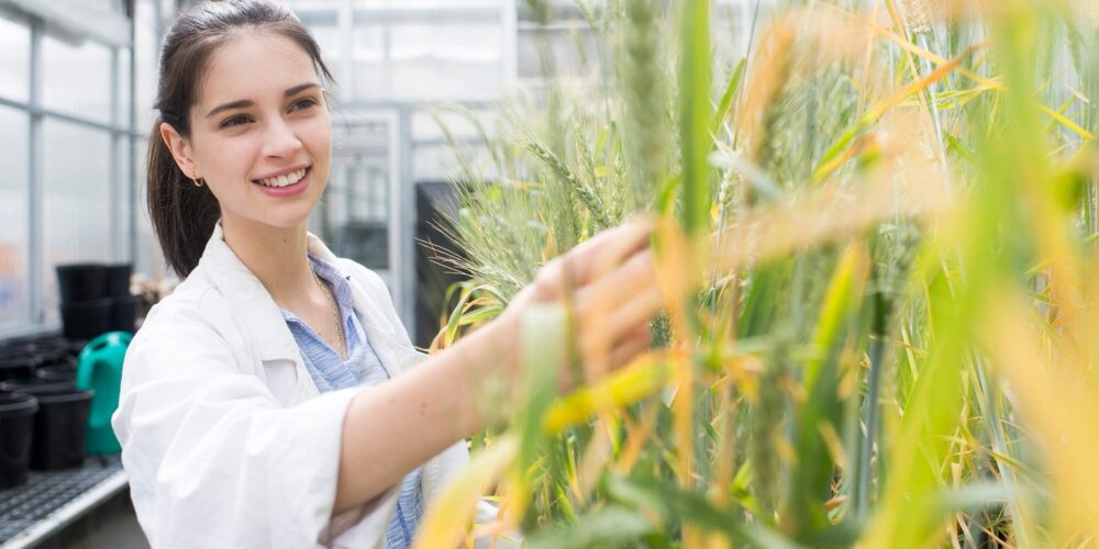 Woman looking at corn crops