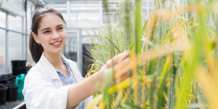 Woman looking at wheat plants