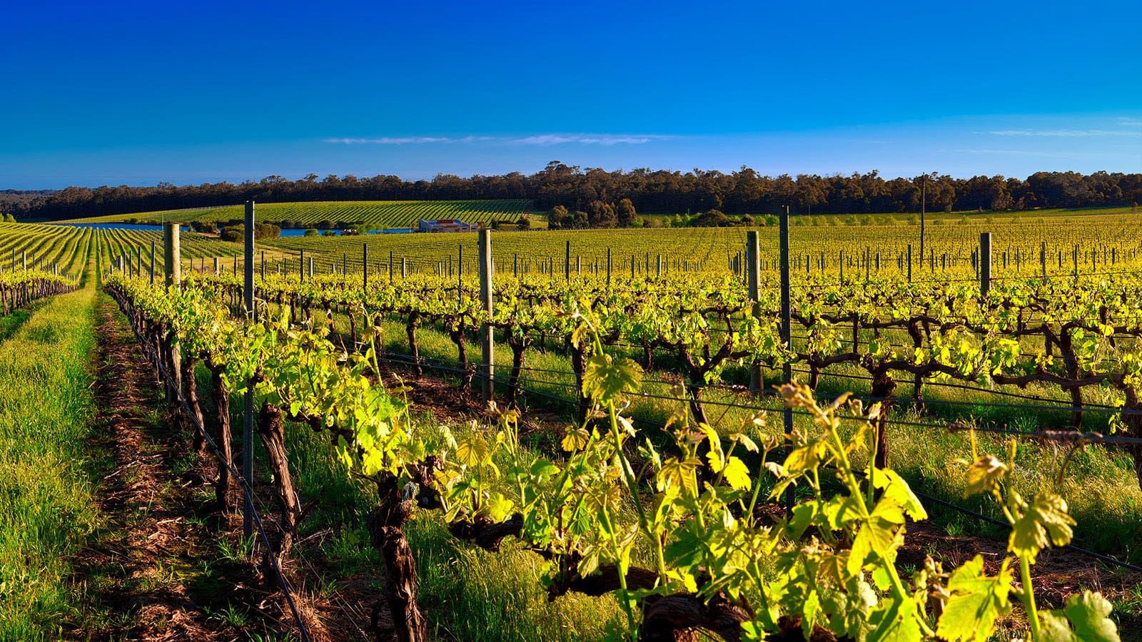 Sample local wine and cheese in Margaret River.  
