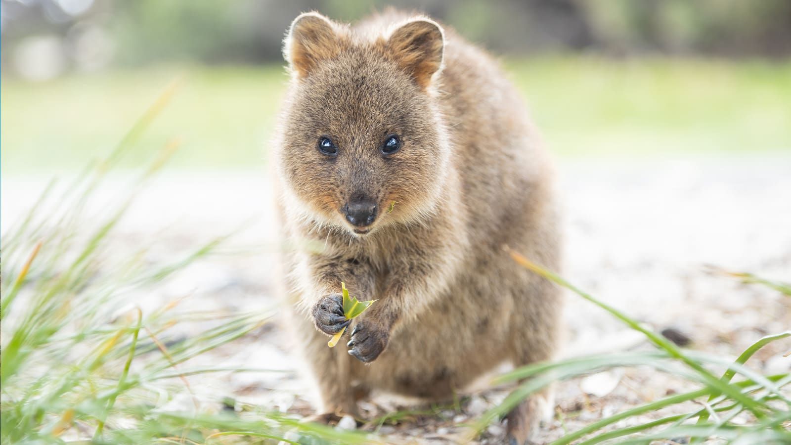 Take a quokka selfie on Rottnest Island. 
