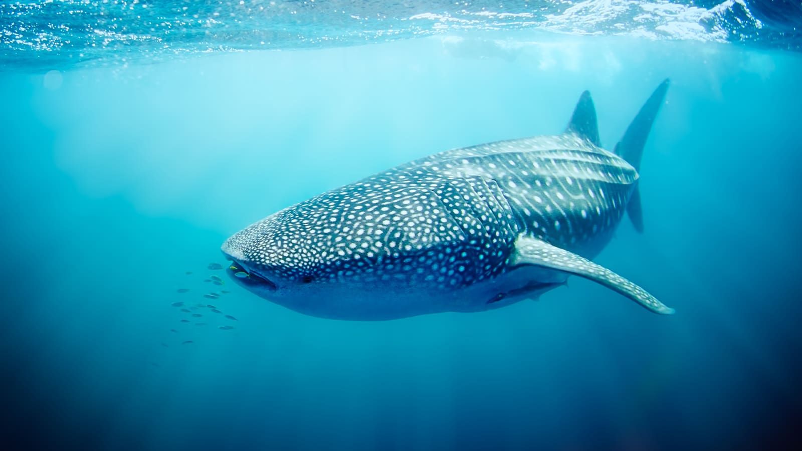 Swim with whale sharks at Ningaloo Reef. 
